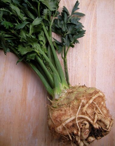 File:Celeriac-1-.jpg