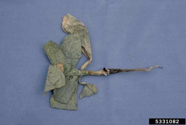 File:Cabbage Sclerotinia Rot Stem.jpg