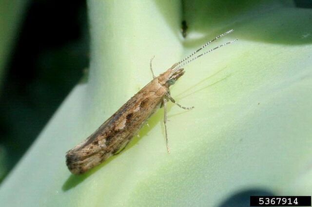 File:Broccoli Diamondback Moth Adult.jpg