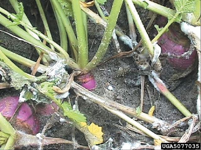 File:Turnip Sclerotinia Rot.jpg