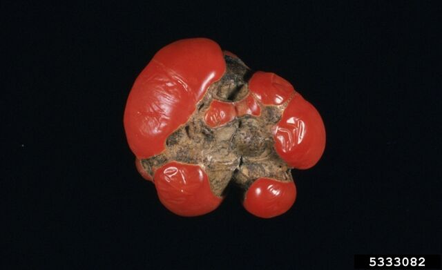 File:Tomato Catfacing 2.jpg