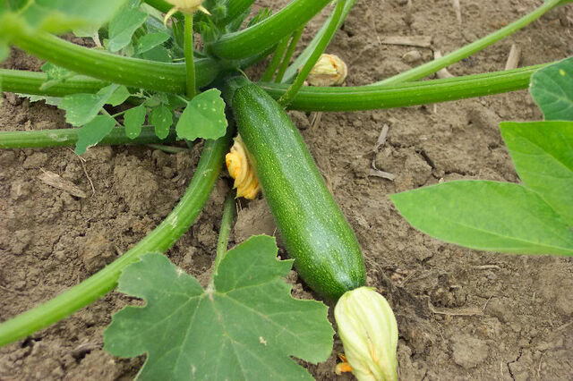 File:Courgette-1-.jpg