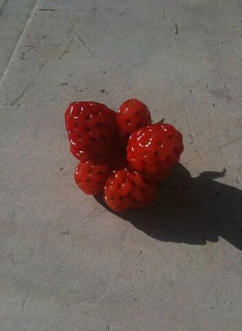 File:Strawberry Catfacing.jpg
