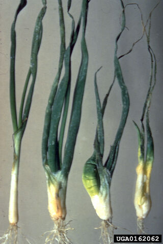 File:Onion Bulb Stem Nematode.jpg