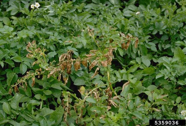 File:Potato Rhizoctonia Solani.jpg