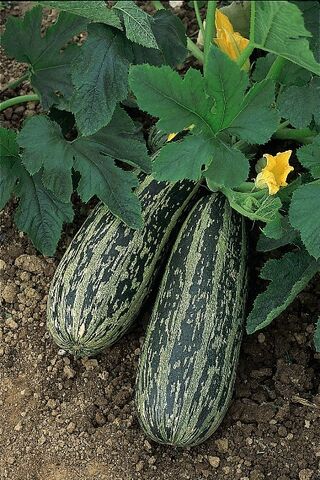 File:Marrow-1-.jpg