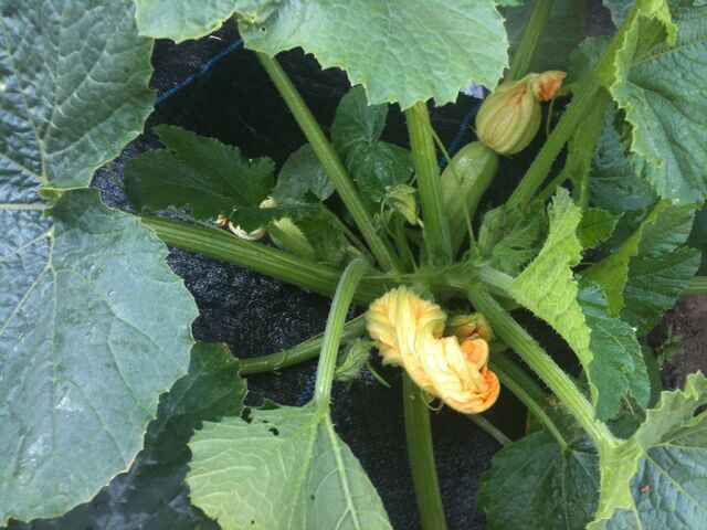 File:Courgette Opal.jpg