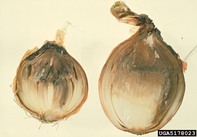 File:Onion Botrytis.jpg