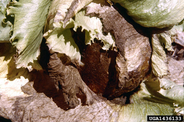 File:Lettuce Sclerotinia Rot.jpg