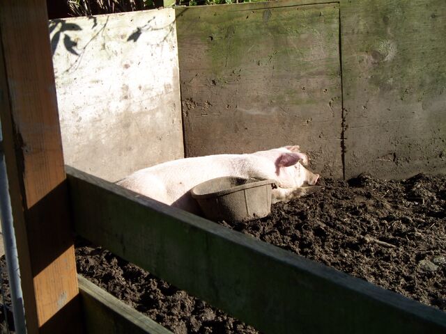 File:Pig Sty Manure.jpg