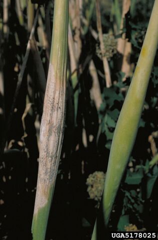 File:Onion Neck Rot Leaf.jpg