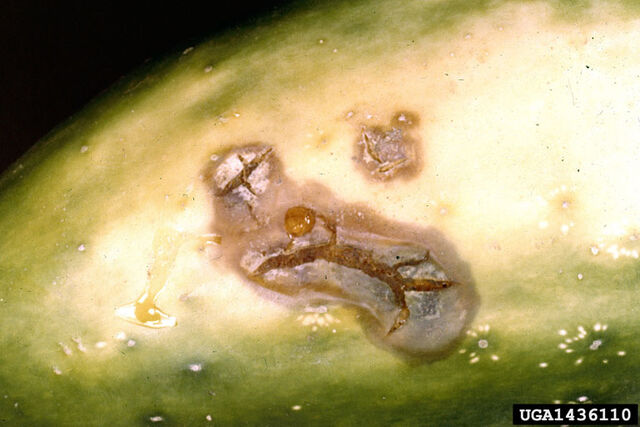 File:Cucumber Rhizoctonia solani.jpg