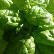 Basil Lettuce leaf basil