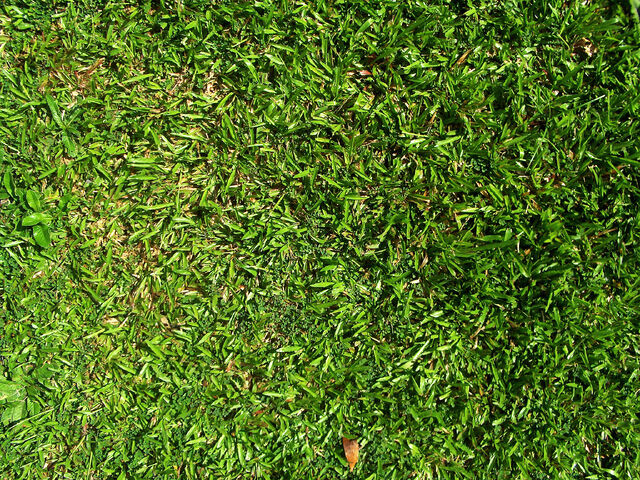 File:Grass Background.jpg