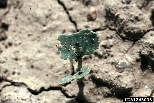 File:Broccoli Flea Beetle.jpg