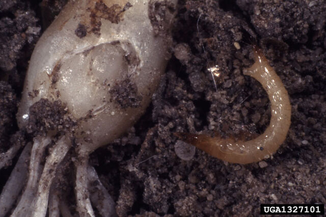 File:Onion Wireworm.jpg