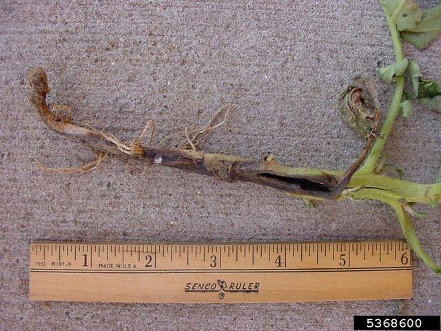 File:Potato Blackleg.jpg