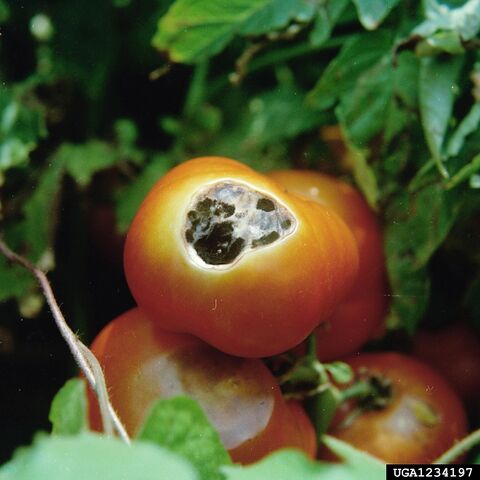 File:Tomato Sun Scald 2.jpg