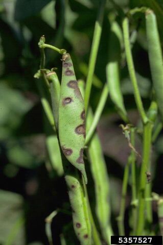 File:Bean Anthracnose.jpg