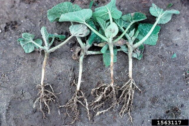 File:Cucumber Root-Knot Nematode.jpg