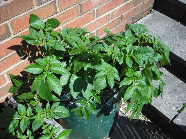 File:Potato Container Growing.jpg