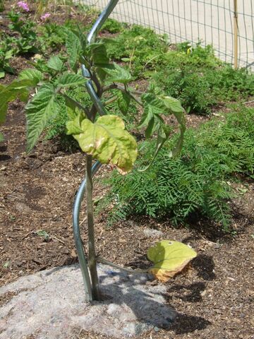 File:Tomato Spiral Support.jpg