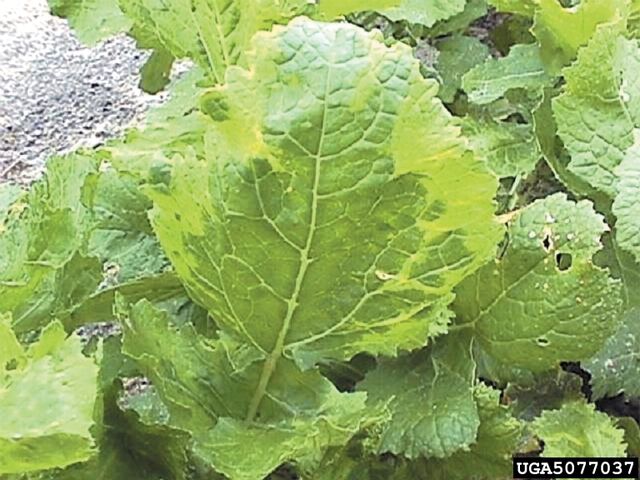 File:Turnip Turnip Mosaic Virus.jpg