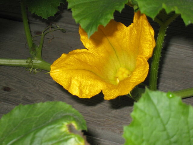 File:Spaghetti Squash Female Flower.jpg