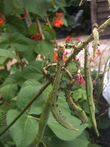 File:Runner Bean Blackfly.jpg