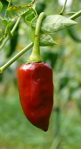Capsicum annuum 'Guajillo' | WikiGardener | FANDOM powered ...