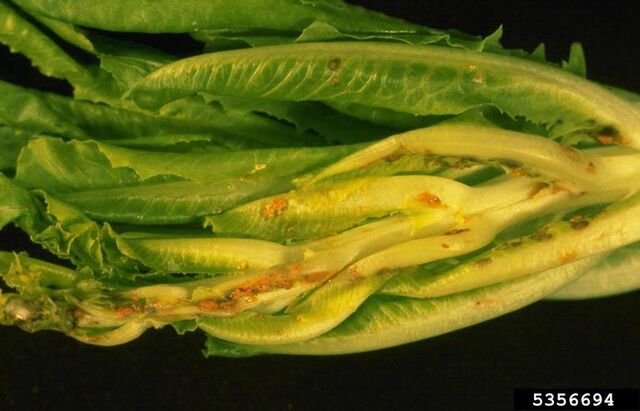 File:Lettuce Aster Yellows 2.jpg