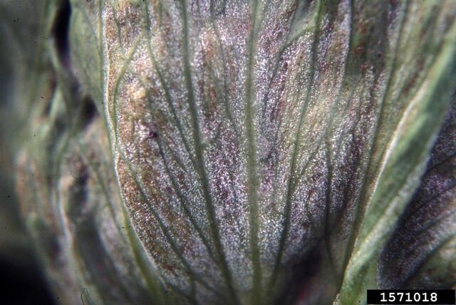 File:Lettuce Downey Mildew.jpg