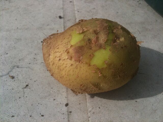 File:Potato Maris Peer Scuffing.jpg
