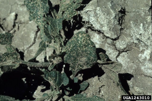 File:Aubergine Flea Beetle.jpg