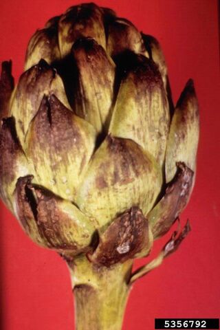 File:Globe Artichoke Frost Damage.jpg