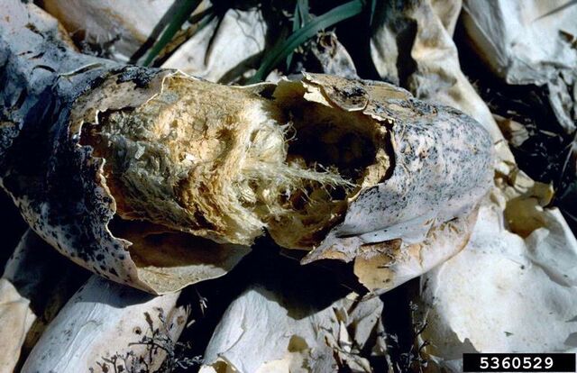 File:Courgette Sclerotinia Rot Sclerotinia sclerotiorum.jpg