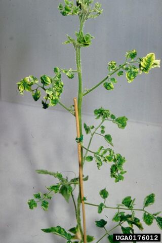 File:Tomato Tomato Yellow Leaf Curl Virus 2.jpg