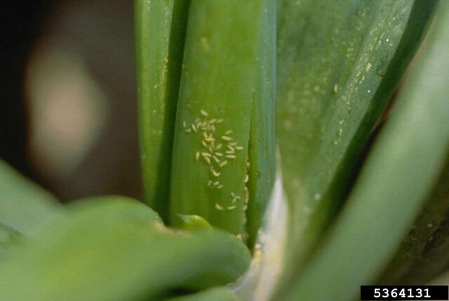 File:Onion Thrips 2.jpg