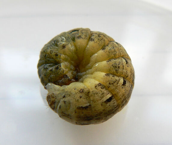 File:Cutworm.jpg