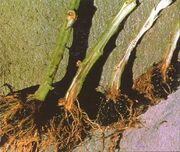 Tomato Root Rot