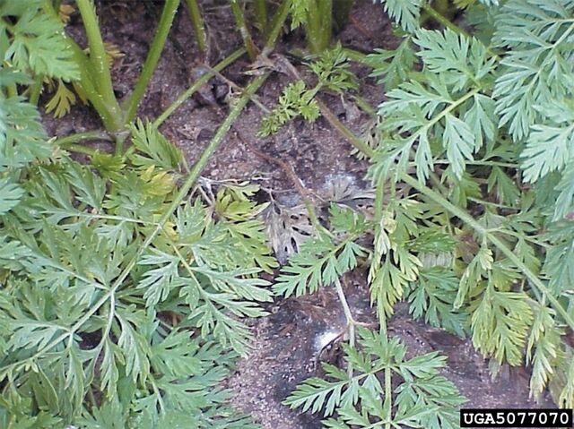 File:Carrot Sclerotinia Rot Leaves.jpg