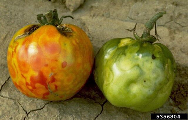 File:Tomato Tomato Spotted Wilt Virus.jpg