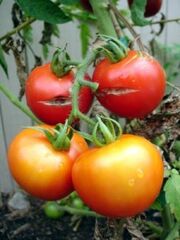 Tomato Split Fruit
