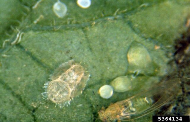 File:Potato (Tomato) Psyllid.jpg