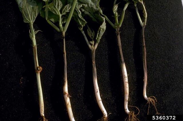 File:Bean Charcoal Rot.jpg