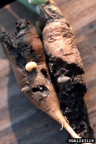 File:Carrot Weevil Larvae.jpg