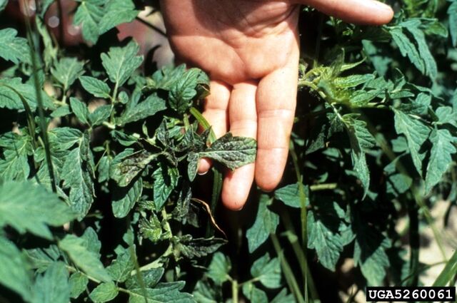 File:Tomato Tomato Spotted Wilt Virus Leaf.jpg