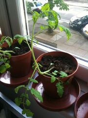 Tomato Leggy
