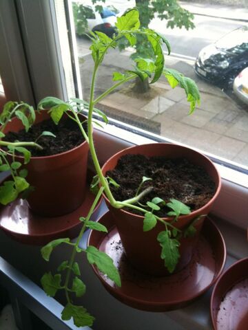 File:Tomato Leggy.jpg