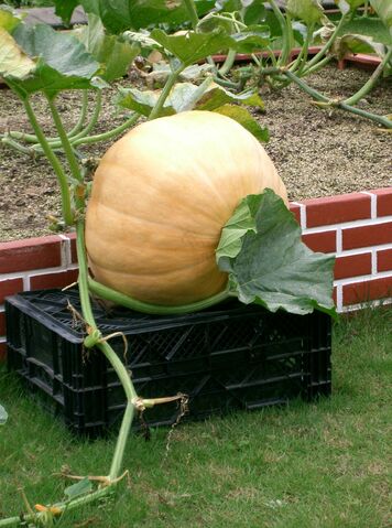 File:Atlantic Giant Pumpkin.jpg
